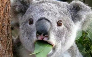 After two years of making fast money on the Internet, Koala Entertainment began to cut into the female crowd and do some 